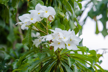 Fototapeta premium little white flower
