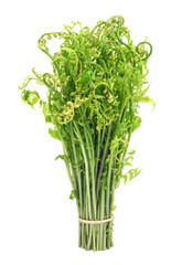 Fresh Diplazium esculentum or edible vegetable fern on white background found in Asia and Oceania