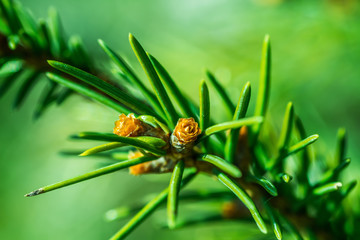 Pine
