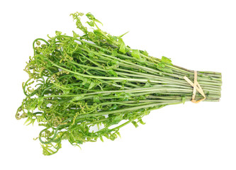 Fresh Diplazium esculentum or edible vegetable fern on white background found in Asia and Oceania
