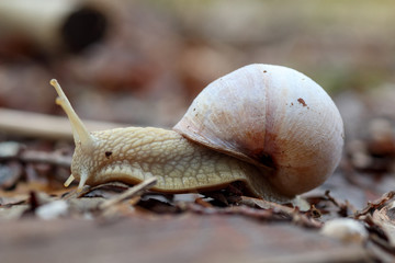 Snail