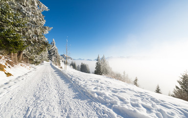 Joyful winter day in the snowy forest before the Christmas holiday.  Road to the mountains. Switzerland. Rigi