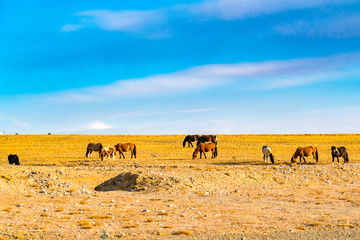 Fototapeta na wymiar Mongolian horses grazing at the pasture in the large steppe
