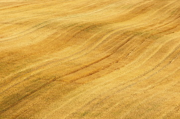 Abstract pattern created tracks combine harvesters on sloping harvested wheat field. Big yellow field after harvesting at summer sunny day. Shooting from the top position