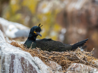 Shag ( Phalacrocorax aristotelis ) on a nest