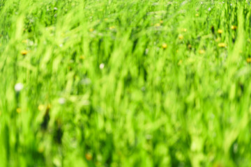 Green grass natural herb background texture. Lawn garden with beauty bokeh.