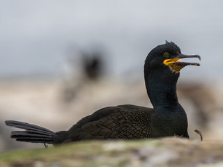 Obraz premium Shag ( Phalacrocorax aristotelis ) on a nest