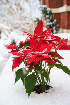 Christmas Poinsettia red petals with falling snowflakes on white snow covered trees background in the yard. Merry Christmas and Happy New Year concept. Floral border, vertical