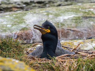 Shag ( Phalacrocorax aristotelis ) on a nest