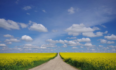 Fototapeta na wymiar A vast field of blooming canola under a bright blue sky and beautiful white clouds. Dirt road crossing a field of rape