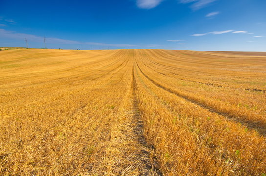 Big yellow field after harvesting. Mowed wheat fields under beautiful blue sky and clouds at summer sunny day. Converging lines on a stubble wheat field 