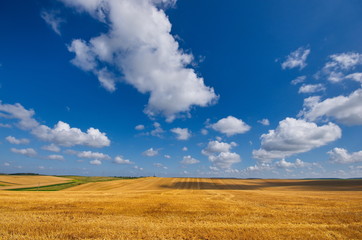 Fototapeta na wymiar Big yellow field after harvesting. Mowed wheat fields under beautiful blue sky and clouds at summer sunny day.