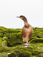 Shag ( Phalacrocorax aristotelis ). Farne Islands.