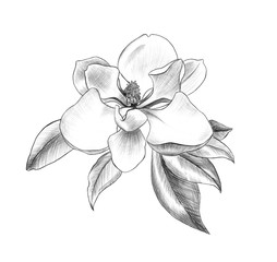 flower of magnolia, penci hand art, graphic design element for postcard, polygraphy, wedding invitation