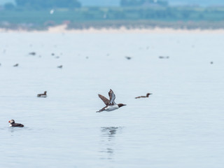 Guillimot (Uria aalge) Flying Across Inner Farne