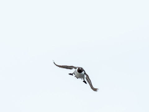 Guillimot (Uria aalge) Flying Across Inner Farne