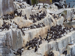 Colony of Guillimots (Uria aalge) on a rock. inner farne.