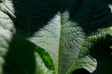 green leaf