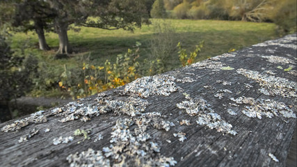 Lichen on bridge woodwork