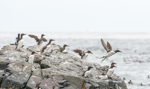 Colony of Guillimots (Uria aalge) on a rock. inner farne.