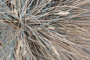 Composition of dry grass of different colors.