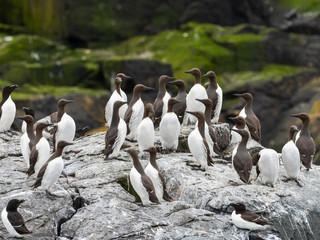 Colony of Guillimots (Uria aalge) on a rock. inner farne.