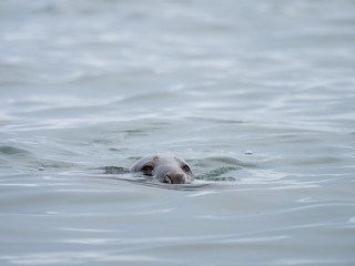 Fototapeta premium Common Seal or Harbour Seal in the Sea.