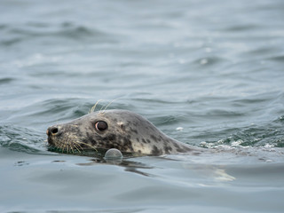 Obraz premium Common Seal or Harbour Seal in the Sea.