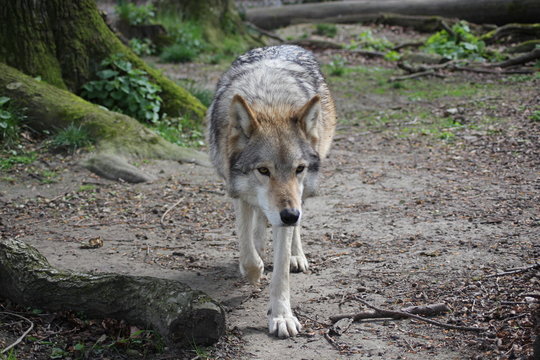 Wolf