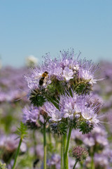 Phacelia