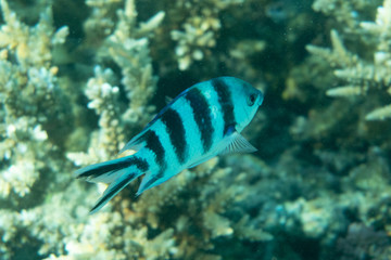 Underwater scene coral reef beautiful fish
