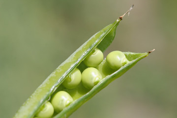Erbsen