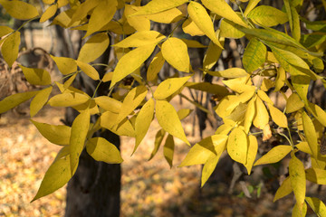 Fototapeta premium Autumn landscape park. Fall tree leaves background.
