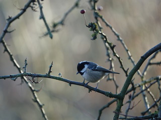 Coal tit (Periparus ater)