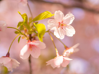 春桜