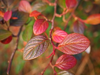 Colourful Cotoneaster leaves on a bush in winter