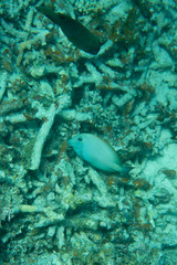 Naklejka na ściany i meble Underwater world coral fishes life scene