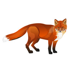 Standing red fox.
