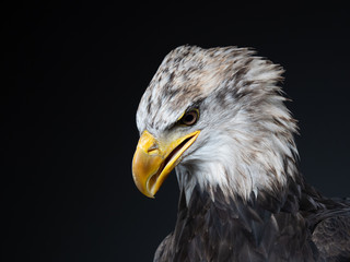 Bald Eagle - PC098086