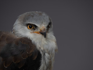 Black-shouldered kite - PC097745.by Ed Steenhoek with Olympus