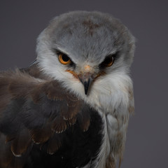 Black-shouldered kite - PC097748
