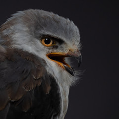 Black-shouldered kite - PC097756