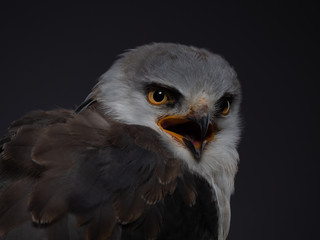 Black-shouldered kite - PC097758.by Ed Steenhoek with Olympus