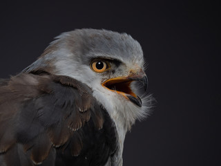 Black-shouldered kite - PC097765.by Ed Steenhoek with Olympus