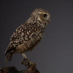 Burrowing owl - PC097789.