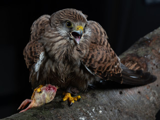 Common kestrel - PC098184