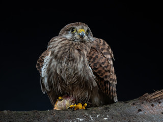 Common kestrel - PC098186