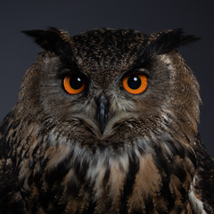 Bengal eagle-owl - PC097776