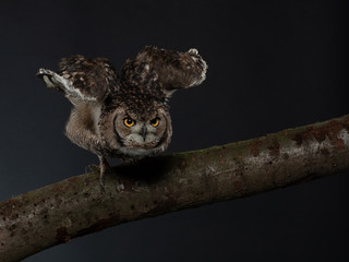 Indian eagle-owl - PC098272