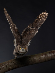 Indian eagle-owl - PC098281